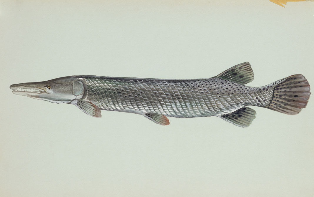 Alligator Gar