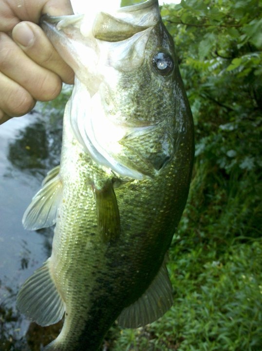 largemouth, white perch? near Waldoboro