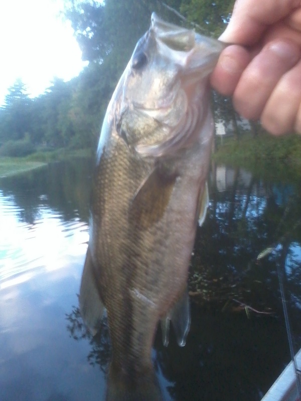 Berwick fishing photo 3