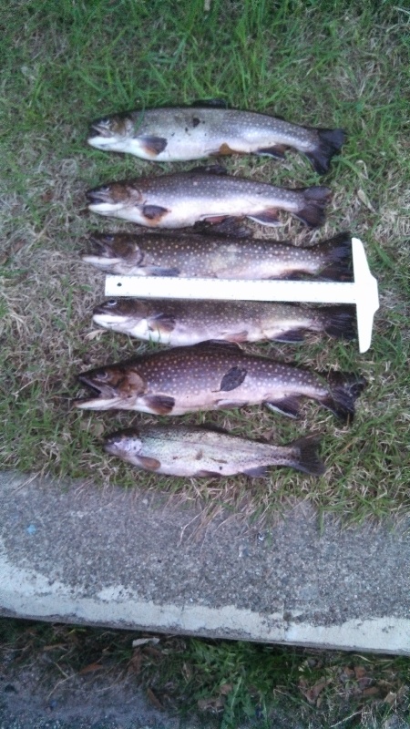 Newry fishing photo 1