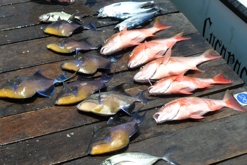 Fish we caught in Mexico.