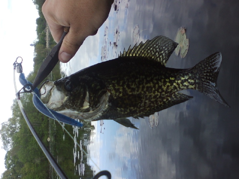 Crappie 5/20