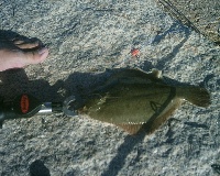 8/13/06 - Wells Beach - Wells, ME Fishing Report