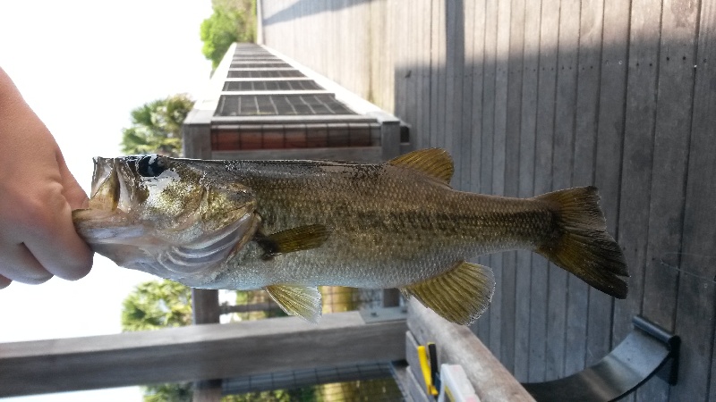 Lil' Largemouth