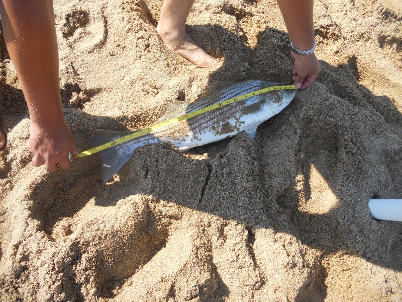 26" release Striper