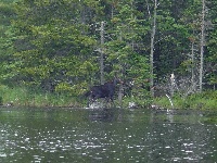 Almost stranded in Maine Fishing Report