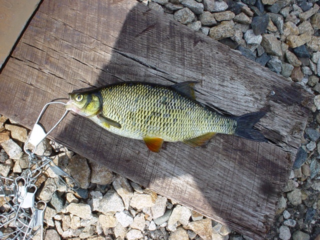 golden shiner near Lebanon