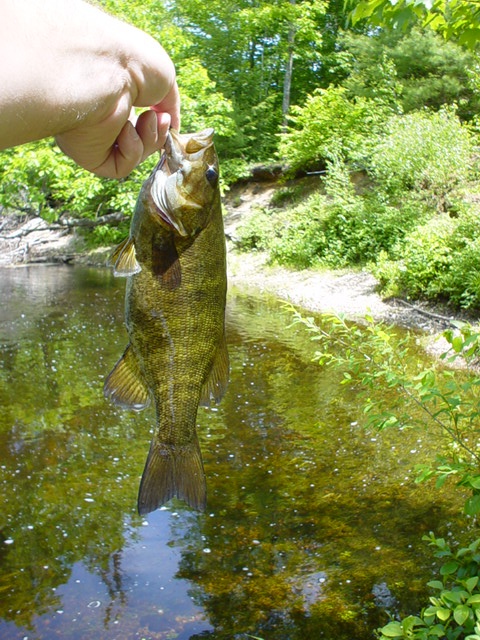 bass near Sanford