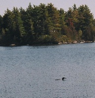 Bald Mountain Pond